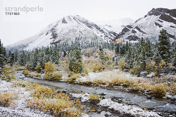 Nationalpark  Farbaufnahme  Farbe  Herbst  Bach  Denali Nationalpark  Iglu  Schnee