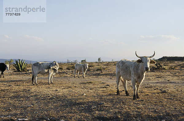 Cattle ranch Pozos guanajuato mexico