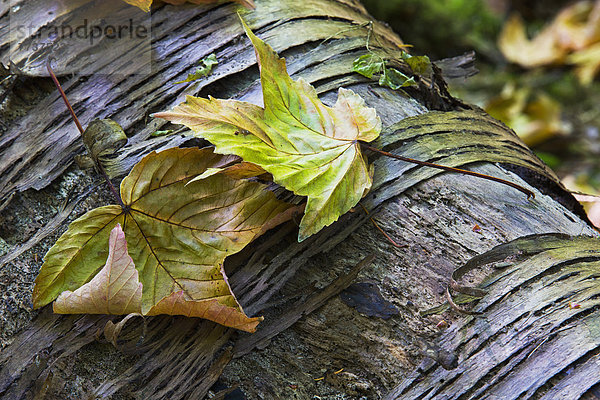 Ahornblatt liegend liegen liegt liegendes liegender liegende daliegen Wald Herbst verfaulen