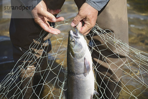 nahe  Nationalpark  Fisch  Pisces  ziehen  See  camping  Netz  rot  Lachs  6  Rotlachs  Oncorhynchus nerka  nebeneinander  neben  Seite an Seite  Fischer