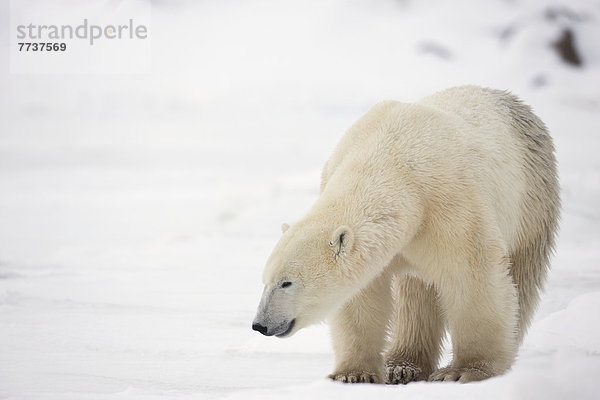 Polar bear (ursus maritimus) Churchill manitaba canada
