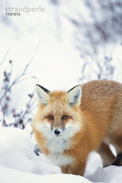 Wasserrand  rot  vorwärts  Bucht  Fuchs  Schnee