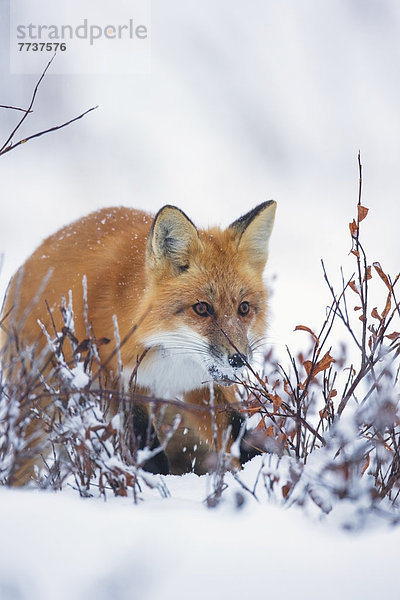 gehen  Küste  rot  vorwärts  Bucht  Bürste  Fuchs