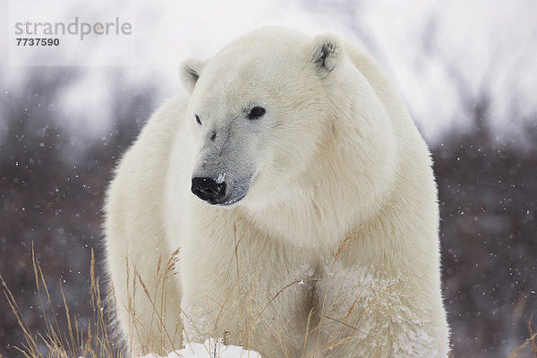 Eisbär  Ursus maritimus  gehen  vorwärts  Bucht