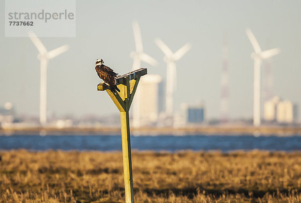 Fischadler Pandion haliaetus sitzend Amerika Hintergrund hocken - Tier Verbindung Feuchtgebiet Windpark neu