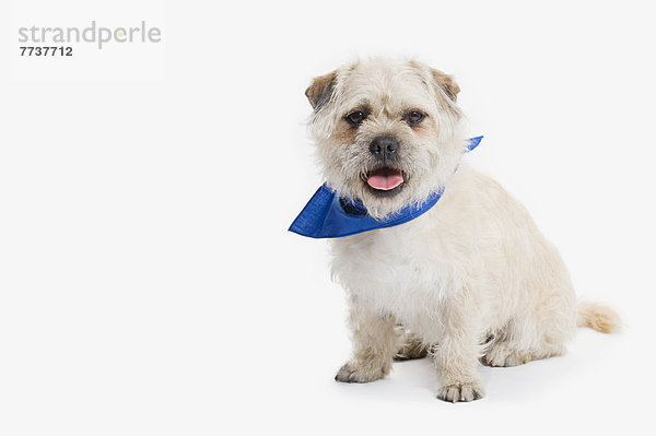 Hund  weiß  Hintergrund  blau  Kopftuch  Kragen