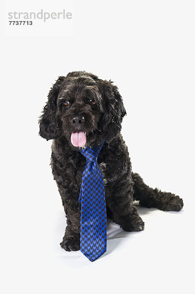 Hund  schwarz  Krawatte  blau