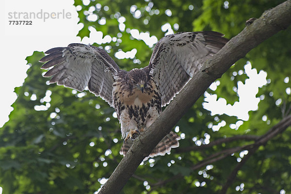 Hawk on a tree branch Toronto ontario canada