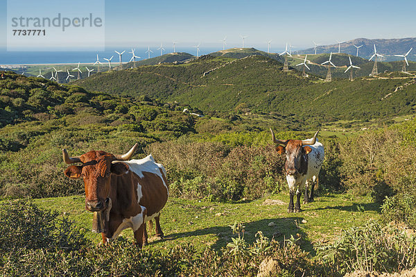 Hausrind Hausrinder Kuh Windturbine Windrad Windräder Hintergrund Feld Anzahl Andalusien Cadiz Spanien Tarifa