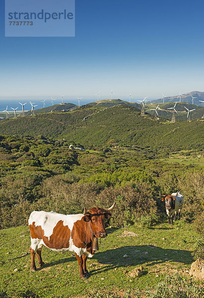 Hausrind Hausrinder Kuh Windturbine Windrad Windräder Hintergrund Feld Anzahl Andalusien Cadiz Spanien Tarifa