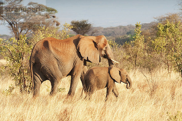 An elephant with her calf Maasai mara kenya