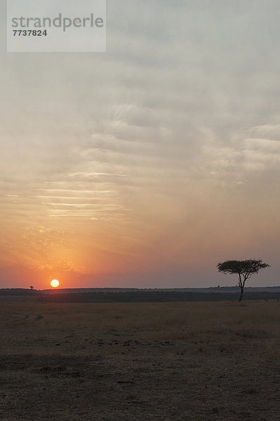 Pampashase  Dolichotis patagonum  Sonnenuntergang  Landschaft  über  Naturschutzgebiet  Masai