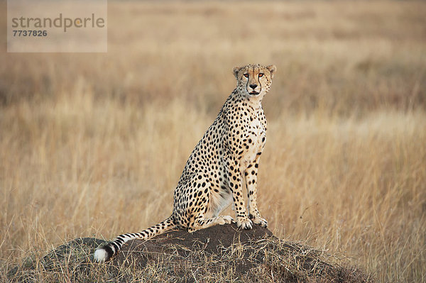 Pampashase  Dolichotis patagonum  Gepard  Acinonyx jubatus  sitzend  Alarmanlage  Feld  Naturschutzgebiet  Masai