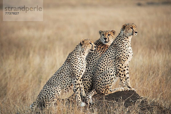 Pampashase  Dolichotis patagonum  stehend  Zusammenhalt  Vorsicht  3  Naturschutzgebiet  Masai  Gepard  Acinonyx jubatus