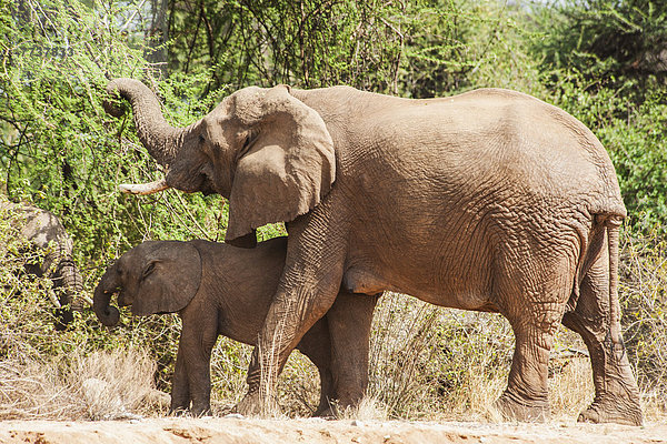 Baum  Elefant  essen  essend  isst  Naturschutzgebiet  Mutter - Mensch  Baby  Kenia