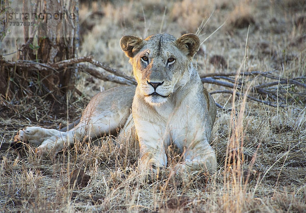 Pampashase  Dolichotis patagonum  nebeneinander  neben  Seite an Seite  Löwe  Panthera leo  sitzend  Baum  Gras  Naturschutzgebiet  Masai