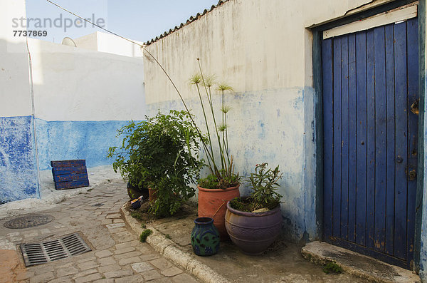 Außenaufnahme zeigen Wohnhaus Tür Pflanze blau streichen streicht streichend anstreichen anstreichend Topfpflanze