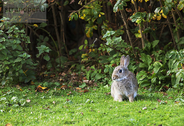 A rabbit on the grass Dumfries and galloway scotland