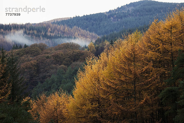 niedrig  Farbaufnahme  Farbe  liegend  liegen  liegt  liegendes  liegender  liegende  daliegen  bedecken  Wolke  Baum  Hügel  Herbst