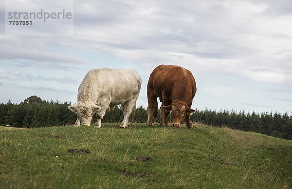 Hausrind  Hausrinder  Kuh  weiß  Feld  Gras  Seitenansicht  braun  Kuh  grasen