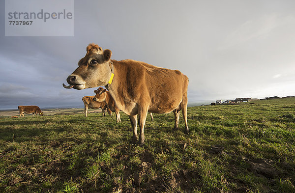 Hausrind  Hausrinder  Kuh  kleben  Feld  1  Zunge herausstrecken  Kuh  stecken