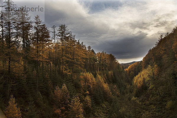 Farbaufnahme  Farbe  Wolke  Baum  Himmel  Hügel  unterhalb  Herbst