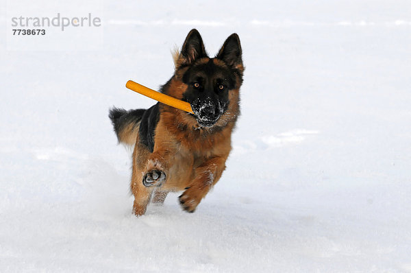 Schäferhund rennt mit Spielzeug