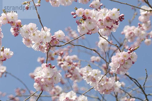 Deutschland  Bayern  Blick auf japanische Kirschblüte  Nahaufnahme