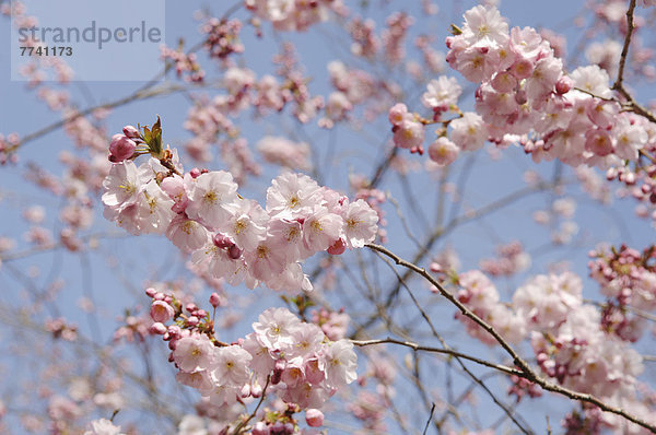Deutschland  Bayern  Blick auf japanische Kirschblüte  Nahaufnahme