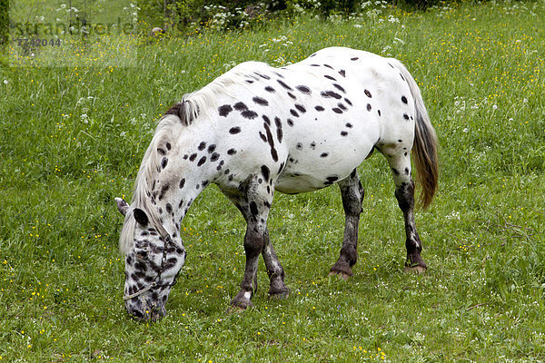 Pferd  weiß mit schwarzen Punkten  auf einer Weide bei Bovec  Slowenien  Europa