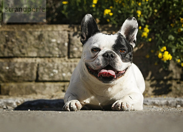 Französische Bulldogge  Portrait in Löwenzahnwiese