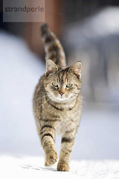 Rot-braun getigerte Katze läuft eine verschneite Straße entlang