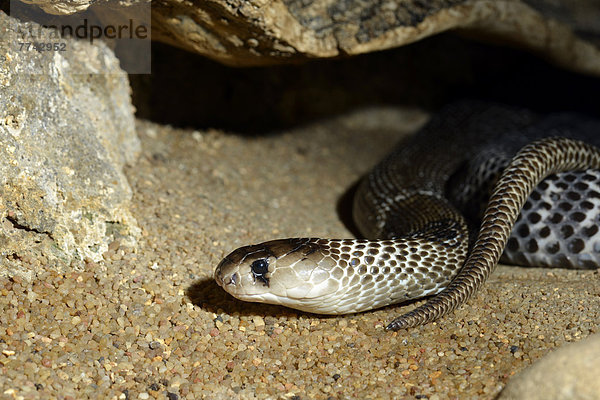 Giftige Brillenschlange  indische Kobra (Naja naja naja)  Vorkommen Indien  Indonesien  Philippinen
