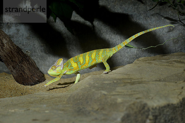 Jemenchamäleon (Chamaeleo calyptratus)  Vorkommen Jemen  Saudi-Arabien