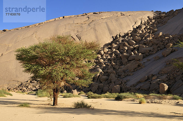Algerien  Akazienbaum vor einer riesigen Granitkuppel bei Tehenadou