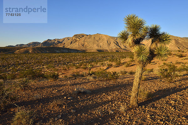 USA  Nevada  Blick auf die Mojave-Wüste mit Joshua Tree  Virgin Mountains im Hintergrund