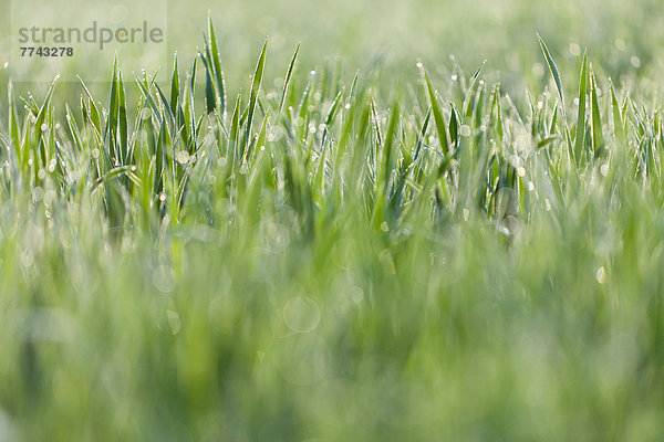 Italien  Gras mit Tautropfen im Morgenlicht  Nahaufnahme