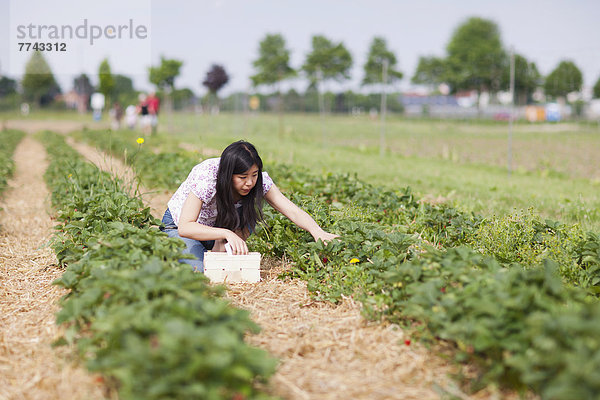 Junge Japanerin pflückt frische Erdbeeren im Erdbeerfeld