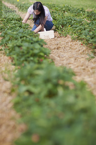 Junge Japanerin pflückt frische Erdbeeren im Erdbeerfeld