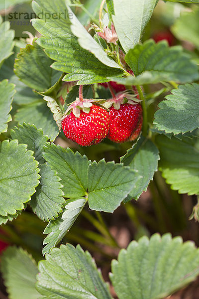 Deutschland  Bayern  Reife Erdbeeren auf Erdbeerfeld