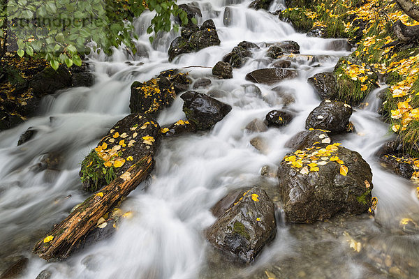 USA  Alaska  Kleiner Bach im Herbst