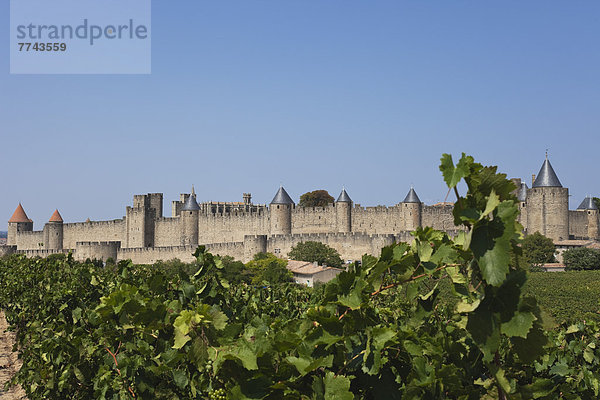 Frankreich  Blick auf Weinberge und Carcassonne im Hintergrund
