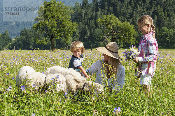 Österreich  Salzburg  Familie mit Schafen auf der Sommerwiese