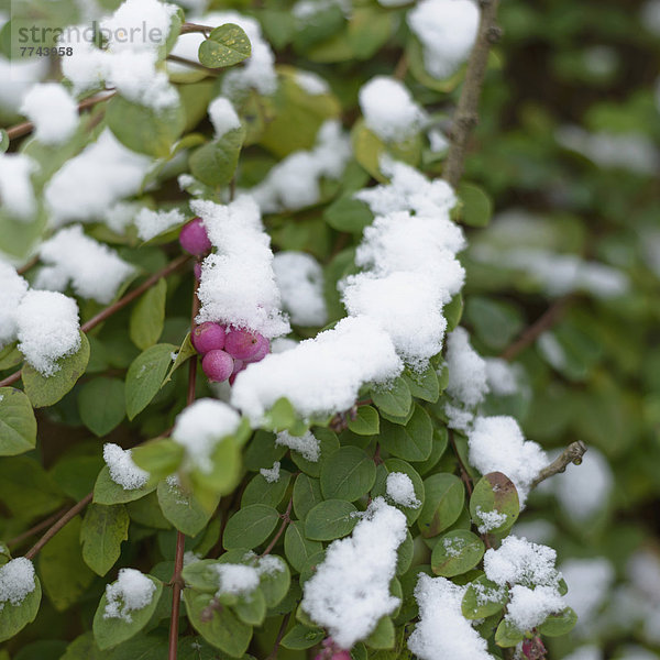 Deutschland  Strauch mit rosa Beeren mit Schnee bedeckt