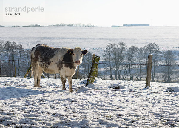 Deutschland  Aachen  Kuh auf Wiese mit Schnee