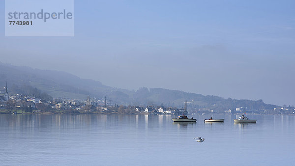 Schweiz  Lachen  Fischerboot und Möwe auf dem Zürichsee