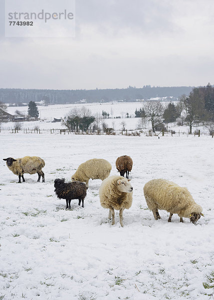 Deutschland  Breinig  Schafherde auf der Winterwiese