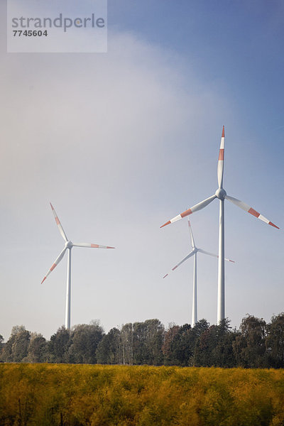 Deutschland  Blick auf Windkraftanlage im Kornfeld bei Sassenberg
