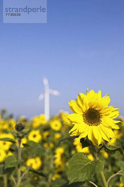 Deutschland  Nordrhein-Westfalen  Blick auf Sonnenblumenfeld mit Windkraftanlage im Hintergrund