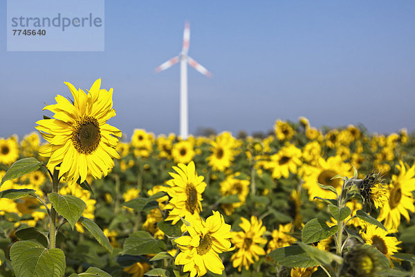 Deutschland  Nordrhein-Westfalen  Blick auf Sonnenblumenfeld mit Windkraftanlage im Hintergrund
